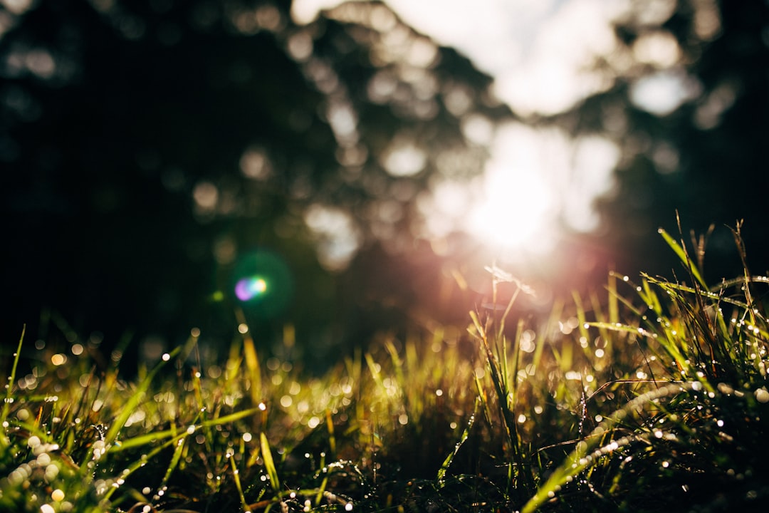 green grass with water droplets